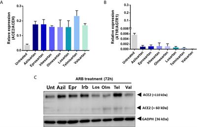 Angiotensin II Receptor Blockers (ARBs Antihypertensive Agents) Increase Replication of SARS-CoV-2 in Vero E6 Cells